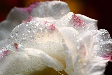 Xbox日本合作伙伴总监：日本游戏厂商需要Xbox 不能只靠PS